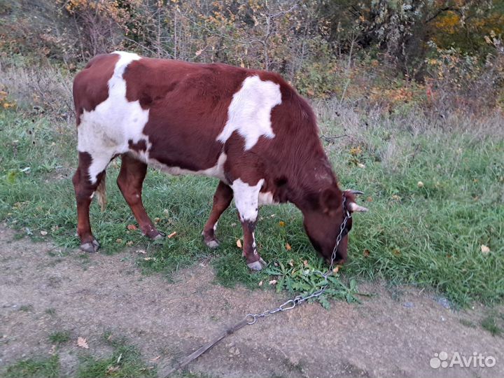 Тёлочка не для мяса