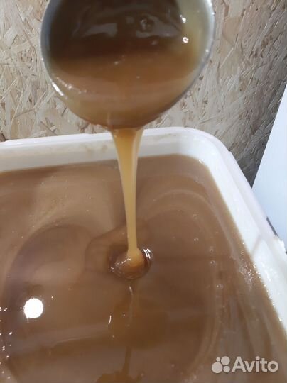 Мед/Мёд Гречишный 2023