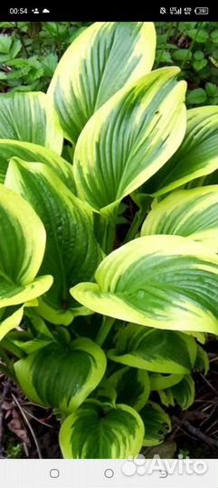 Хоста растение