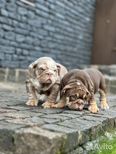 Английский бульдог