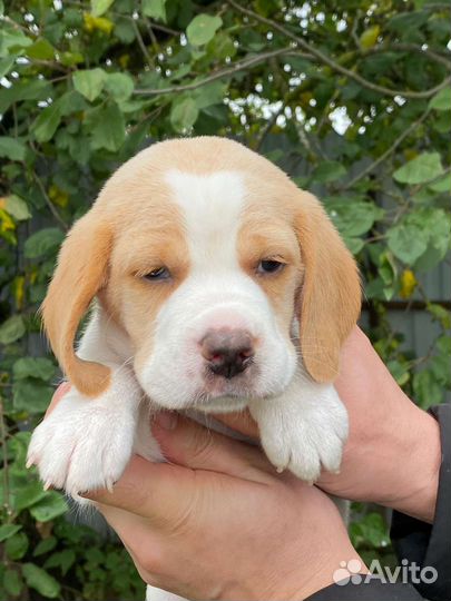 Щенки бигль Биколор, двухцветные