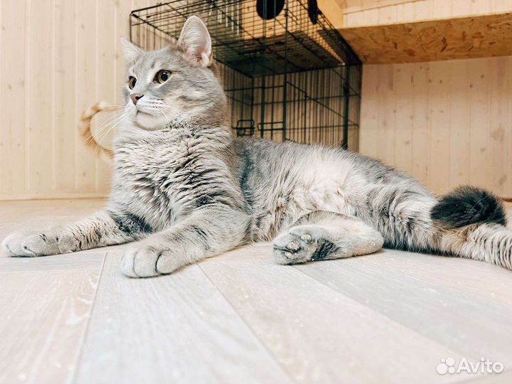 Красавец кот