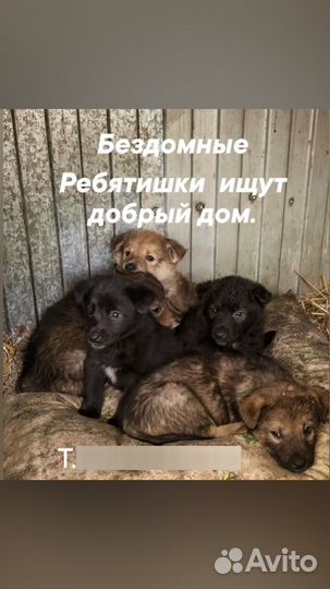 Отдам в добрые руки