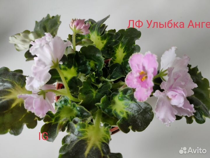 Сортовые фиалки