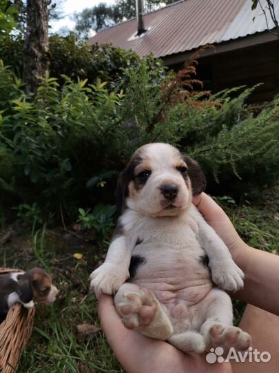 Щенки бигль