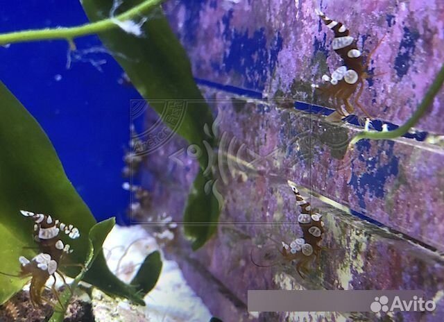 Морские ракообразные