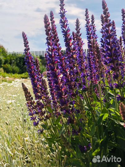 Шалфей дубравный - неприхотливая замена лаванде