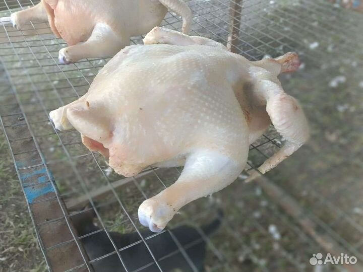 Мясо домашнего бройлера