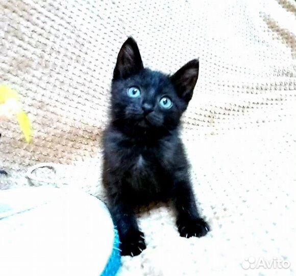 Черный котенок бесплатно