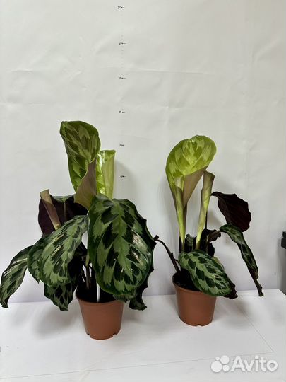 Калатея кеннеди