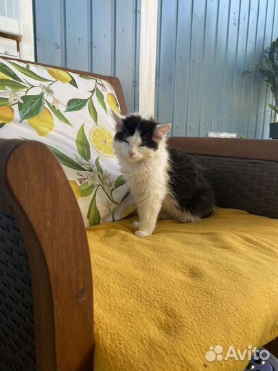 Котенок в добрые руки