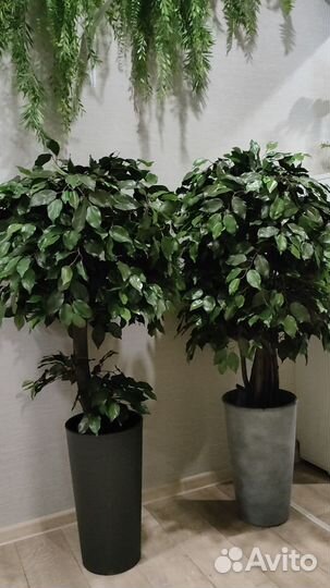 Искусственное дерево Фикус