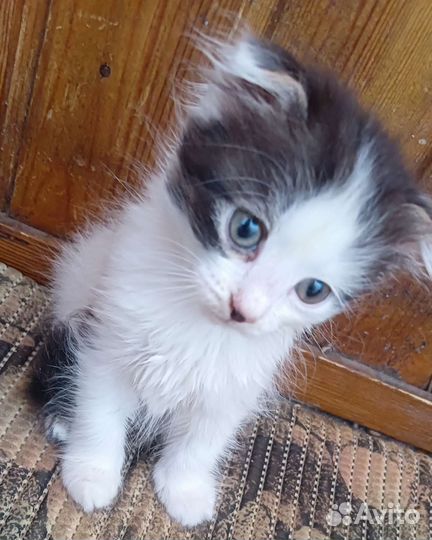 Котята