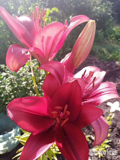 Лилии (саженцы)