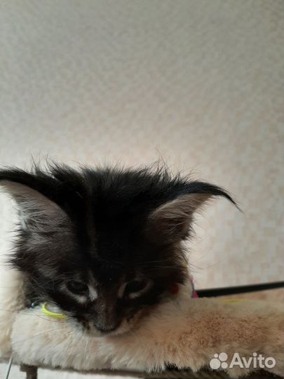 Котята мейн-кун