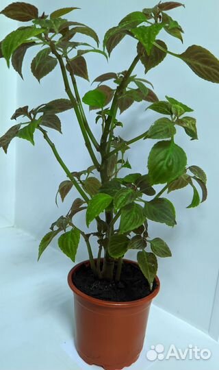 Бальзамин махровый сортовой