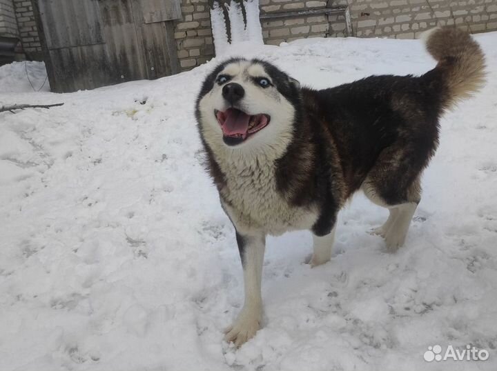 Хаски девочка ищет дом