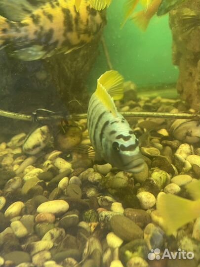 Аквариумные рыбки