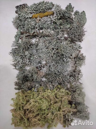 Лишайники/мох микс