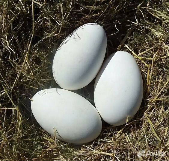 Инкубационное яйцо крупно серых гусей
