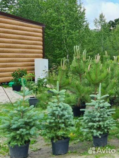 Ель голубая