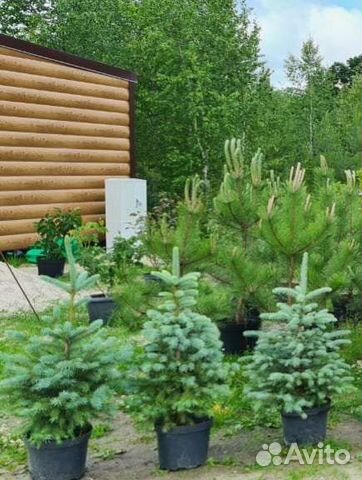 Ель голубая