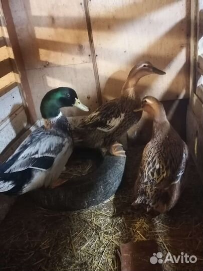 Инкубационное Яйцо Башкирских уток