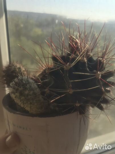 Кактус цветущий