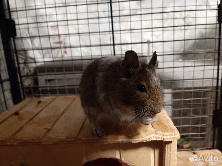 Клетка для белки дегу