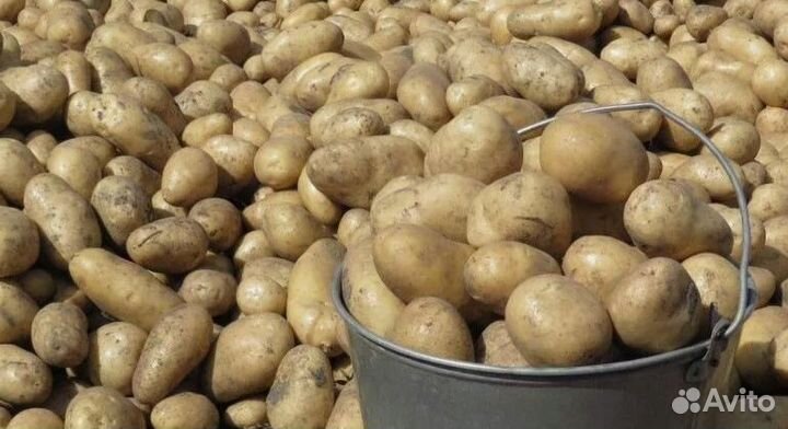 Продам картофель домашний