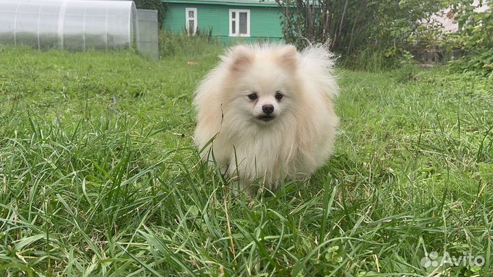Померанский шпиц
