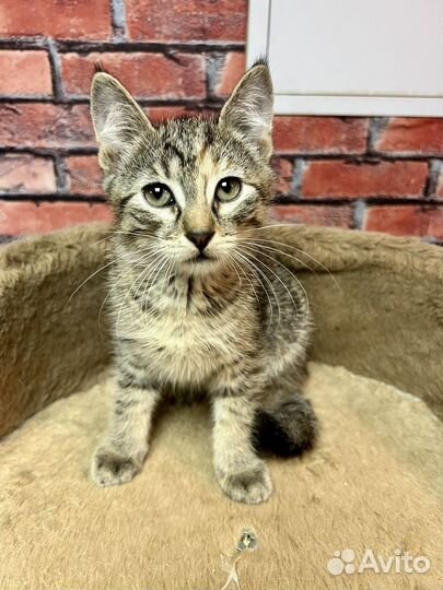 Котенок девочка Соня 2,5 мес ищет дом