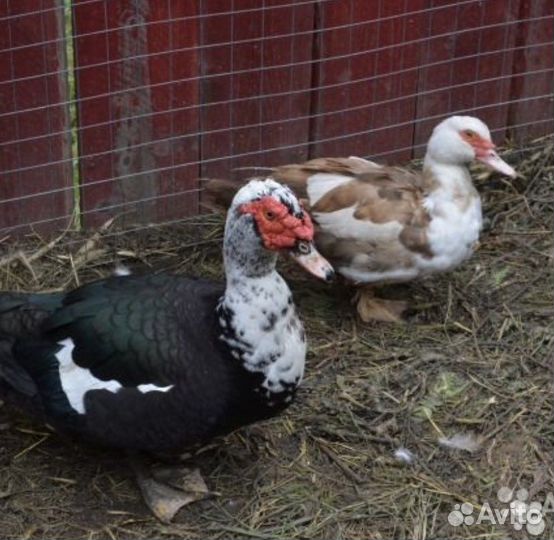 Яйца индоуток на инкубацию