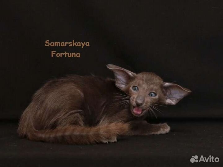 Ориентальные котятки