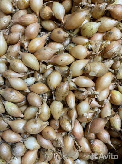 Лук севок озимый