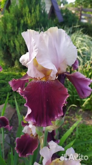 Ирис