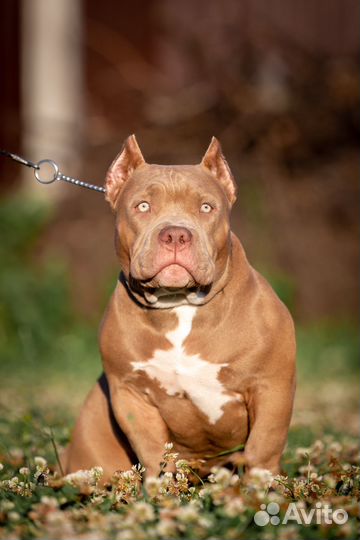 Американский булли покет щенок