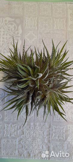 Хавортия полосатая