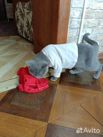 Британский кот