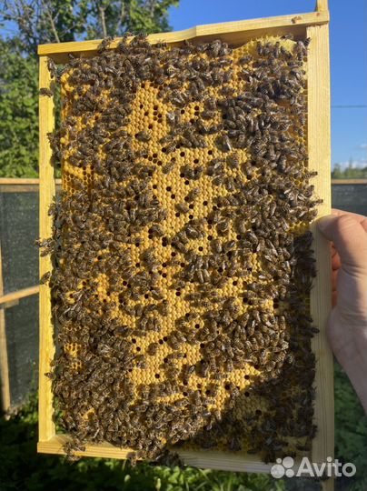 Пчелопакеты бакфаст и карника 2024