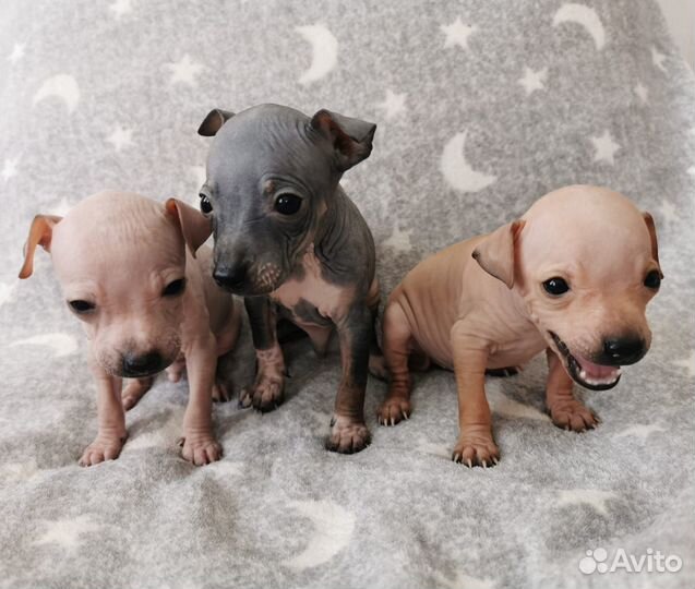 Щенки Американского Голого Терьера агт