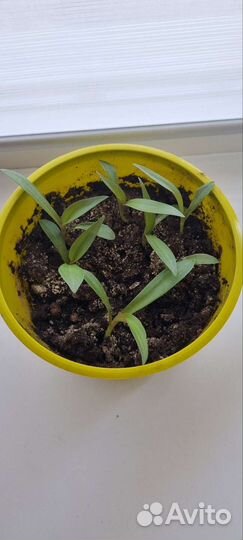 Комнатные цветы бесплатно