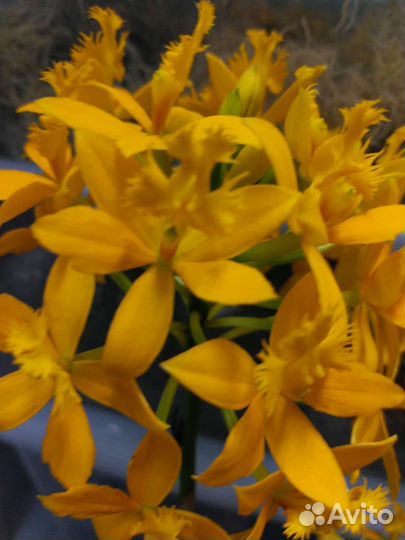 Орхидея эпидендрум