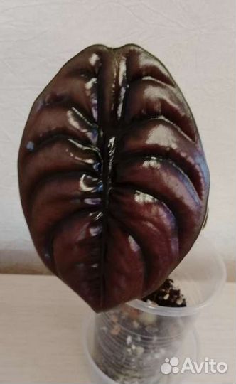 Растения для дома и офиса