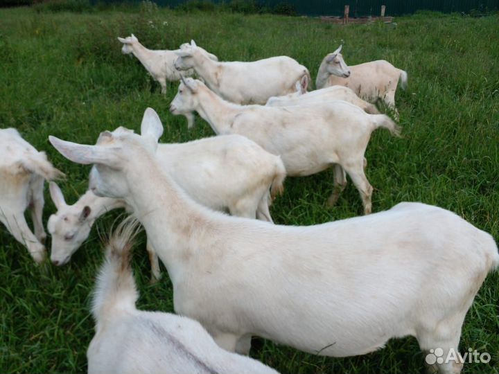 Продам коз зааненской породы