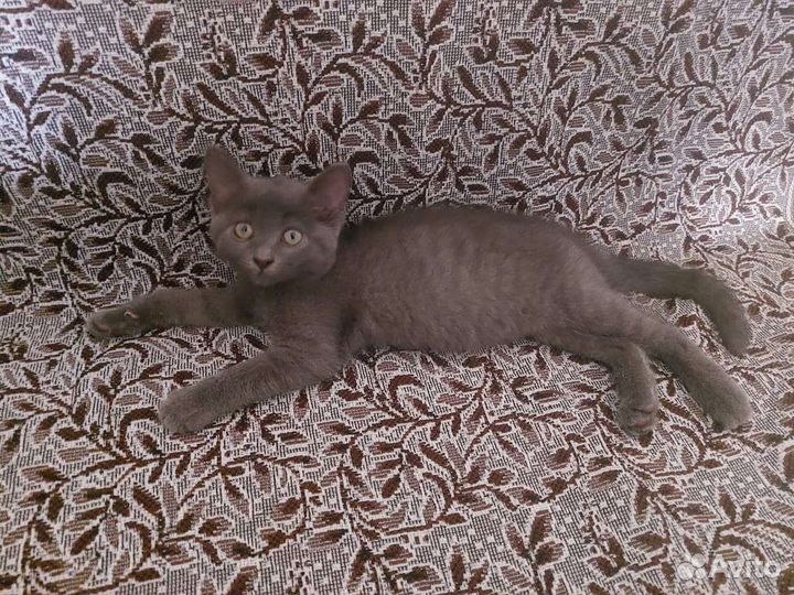 Кошка в добрые руки