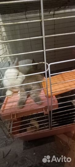 Декоративные кролики