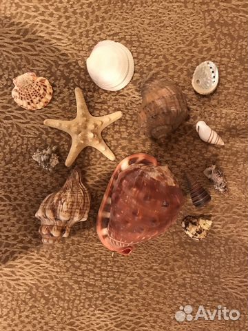 Ракушки для декора