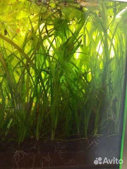 Валиснерия - растение для аквариума (водоросли)