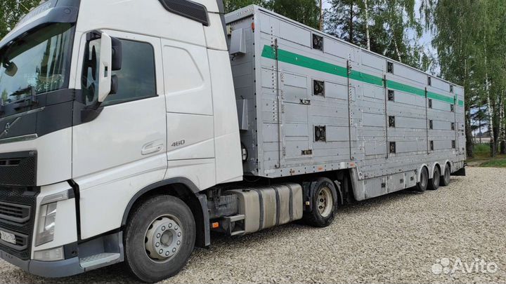 Скотовоз, перевозка скота